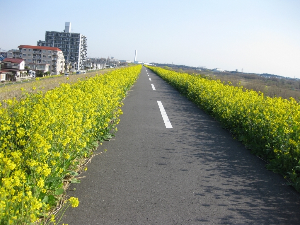 nゲージジオラマ 桜と菜の花畑 - 鉄道模型